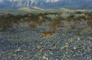 coyote_death_valley